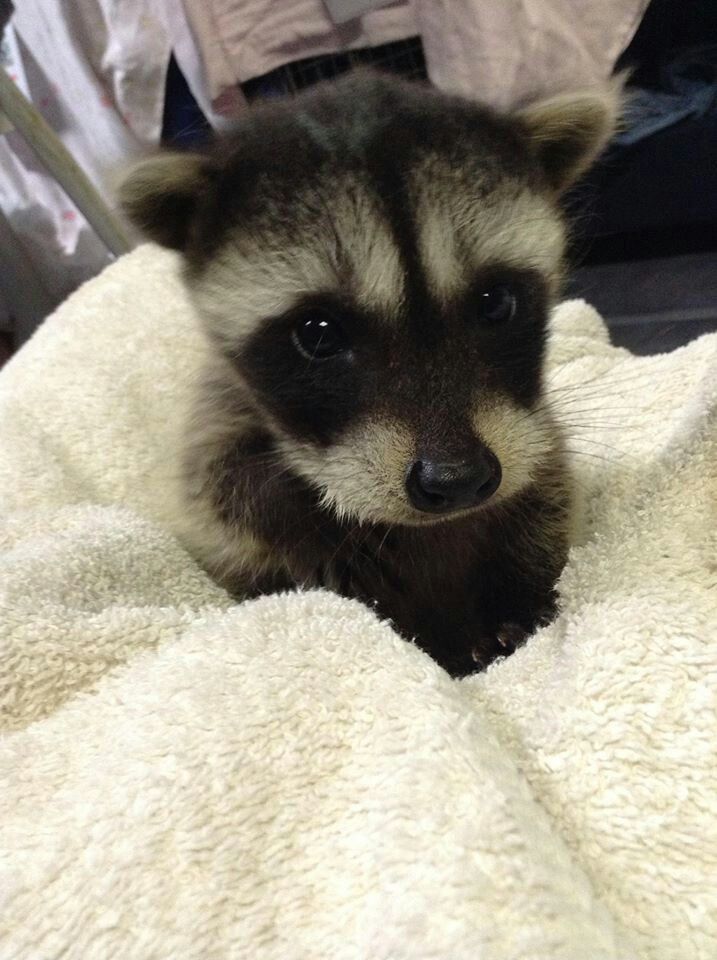 If you like raccoons open this thread !!
