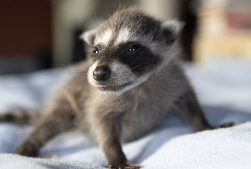 If you like raccoons open this thread !!