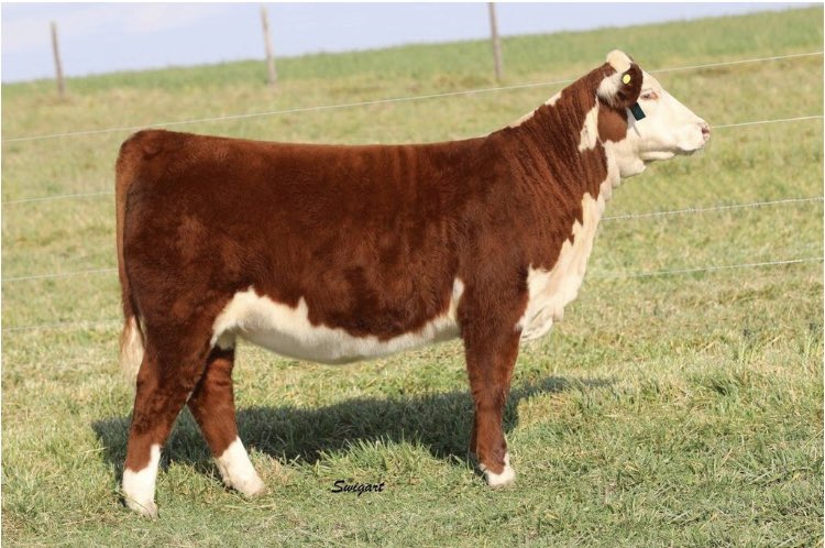 RayDuncan35's tweet image. Pump on the breaks to take a look at this high quality super sport daughter! Talk about being high out of her point of shoulder,fore rib, and structural correctness here folks! We read this one as just being to show what she will become as a mature heifer!