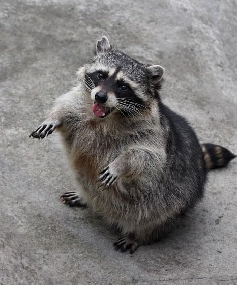 If you like raccoons open this thread !!