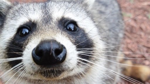 If you like raccoons open this thread !!