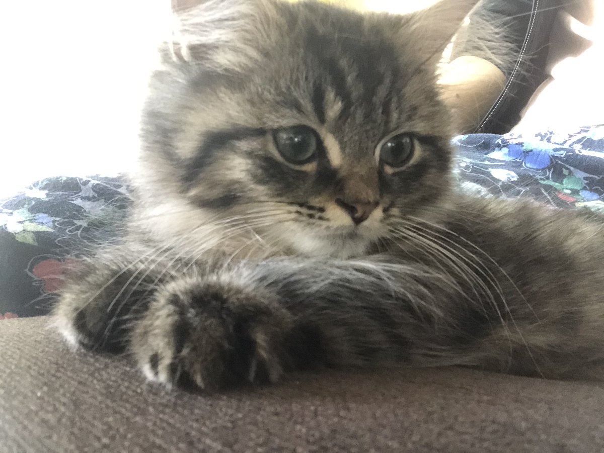 足の間に落ち着いた😍
#ねこ
#ねこ初心者
#ミヌエット
#子猫
前の投稿がハッシュタグうまくできてなかった😂 https://t.co/4oL4FiSbfs