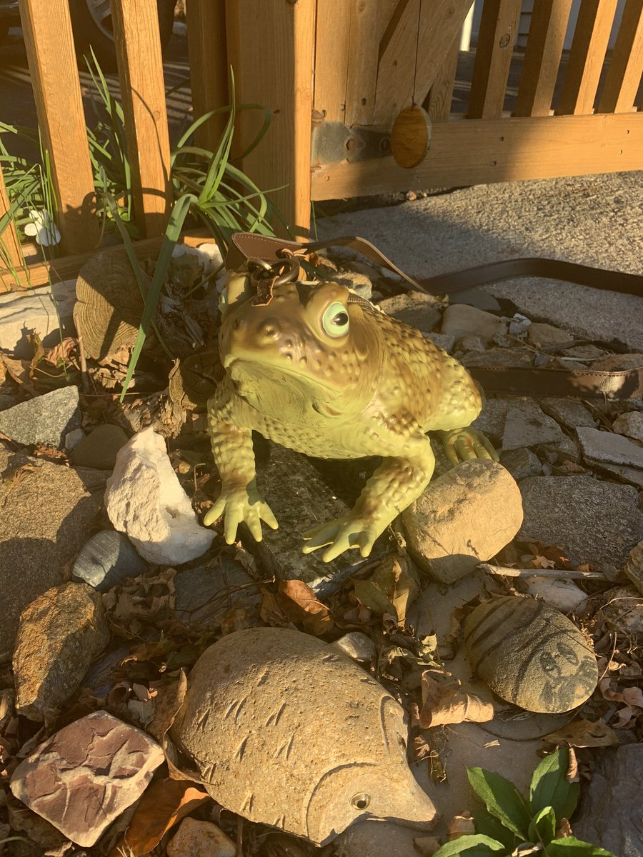 NlNACOLADA's tweet photo. One of my commissioners dipped out on me so I now have an extra frog available to make into a purse if anyone wants one, supplies cost $50 so I’m asking $100 for it. I can customize the lining fabric to whatever you’d like, please RT help me find a home for one of my dudes!!! https://t.co/LojSpIlMiq