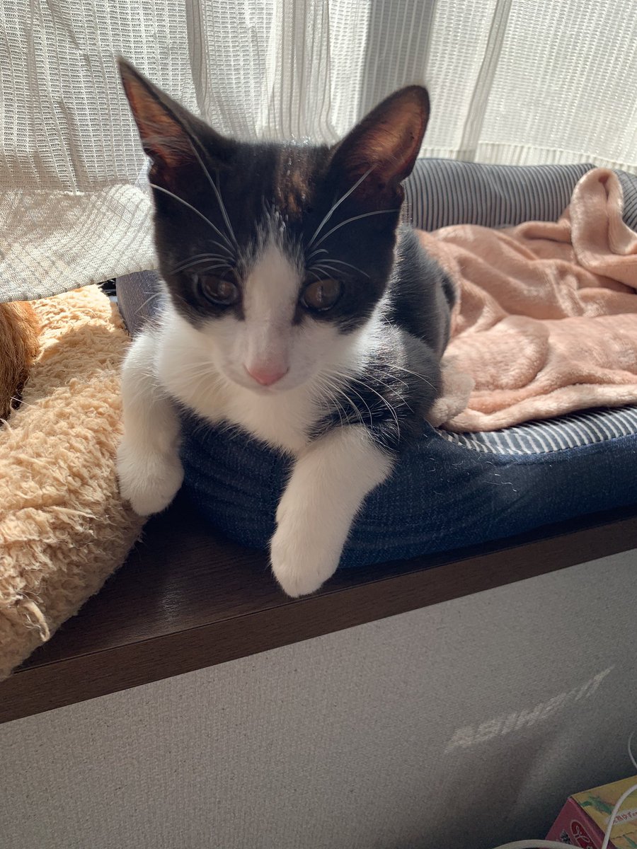チビッ子は、日向ぼっこを覚えた
#保護猫
#猫好きさんと繋がりたい
#ねこのいる暮らし
#ねこ
#猫好き
#うちの猫が一番可愛いと思う https://t.co/KzdUdZNLew