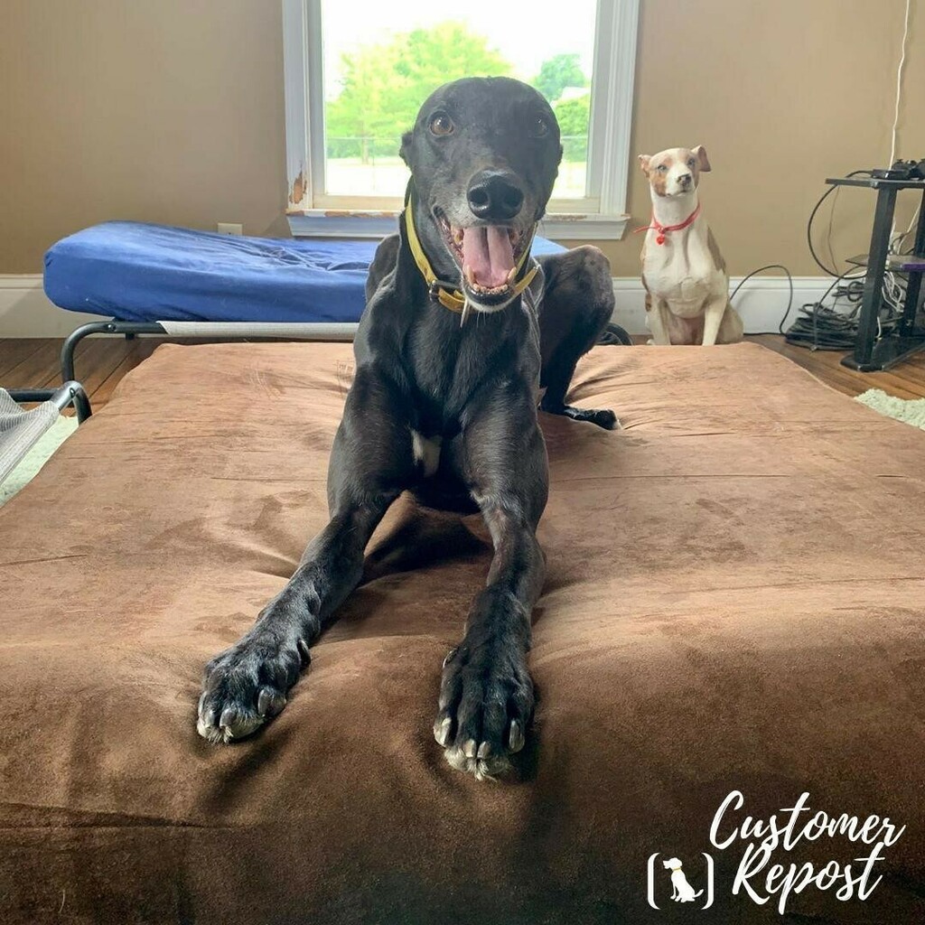 bigbarkerusa's tweet photo. "Our new @bigbarkerusa bed is greyhound approved! Wes looks mighty pleased. Only the best for Marshal’s and our 4 legged family! They love their new big bed!" ❤️ — @marshalthemorgan
#greyhoundcuteness #greyhoundsofinsta #greyhoundlover #greyhoundofinsta… https://t.co/fS8qJdYaju https://t.co/naacaoOcR9