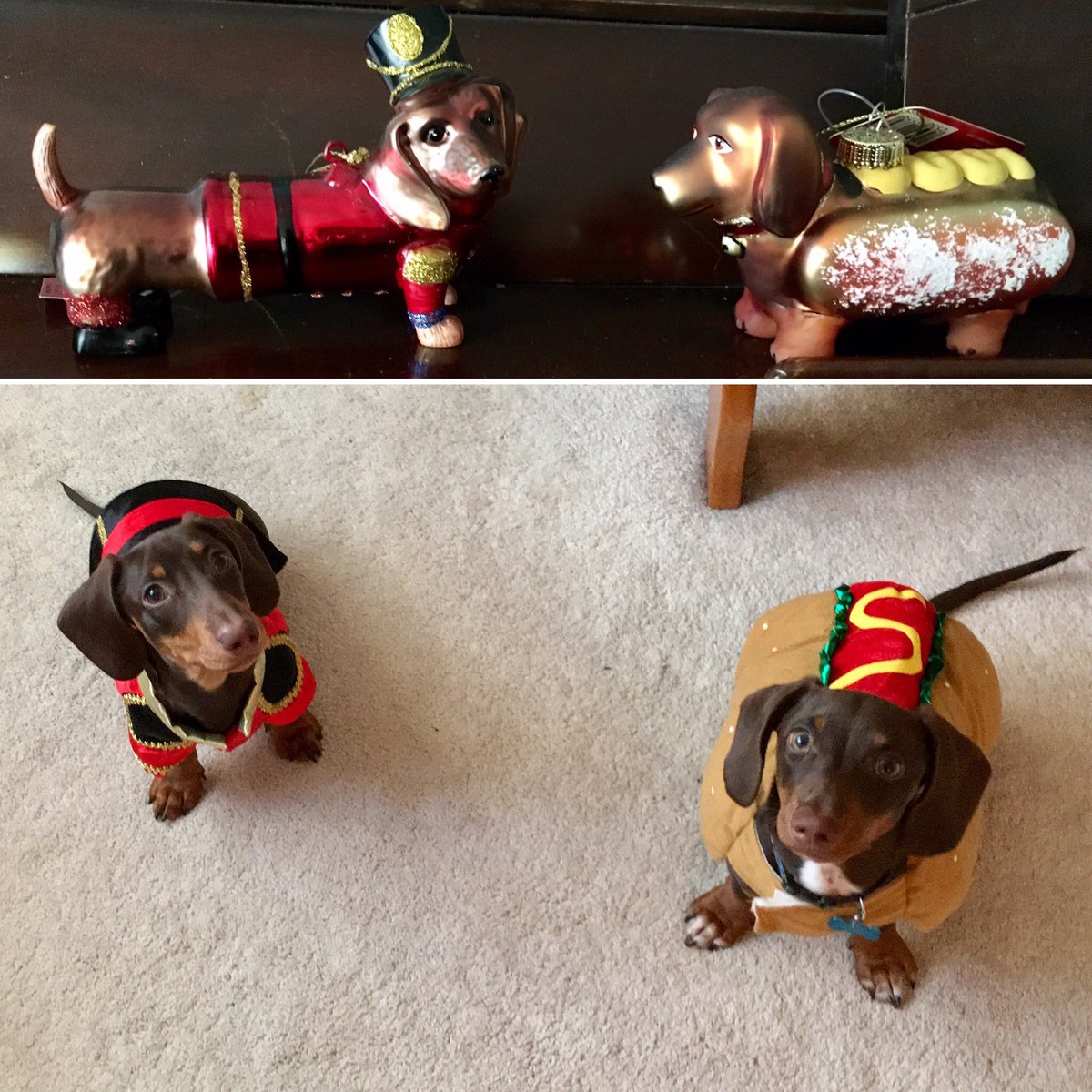 it is dogtober twenty-fifth