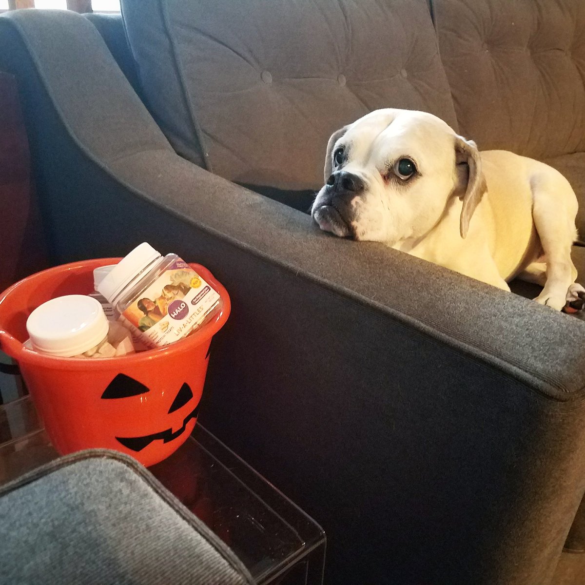 We don't have to give all of these out on Halloween right?! Cuz they're my fav protein treat and I think they're better off staying here. 😉😋
<a href="/halopets/">Halo Pets</a> 
#Halloween 
#dogs