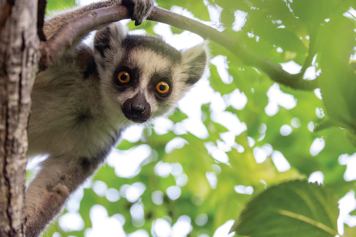 The Displaced Nation (@displacednation) on Twitter photo "Imagine a lemur drawn by Quentin Blake–all pointy & scratchy, long bony fingers & goblin eyes. That’s what an aye-aye looks like." UK-based <a href="/William_D_Gray/">William Gray</a> ventures across southern #Madagascar on a quest for the aye-aye <a href="/wanderlustmag/">Wanderlust magazine</a> buff.ly/3jrUMtx #NaturePhotography "Imagine a lemur drawn by Quentin Blake–all pointy & scratchy, long bony fingers & goblin eyes. That’s what an aye-aye looks like." UK-based <a href="/William_D_Gray/">William Gray</a> ventures across southern #Madagascar on a quest for the aye-aye <a href="/wanderlustmag/">Wanderlust magazine</a> buff.ly/3jrUMtx #NaturePhotography
