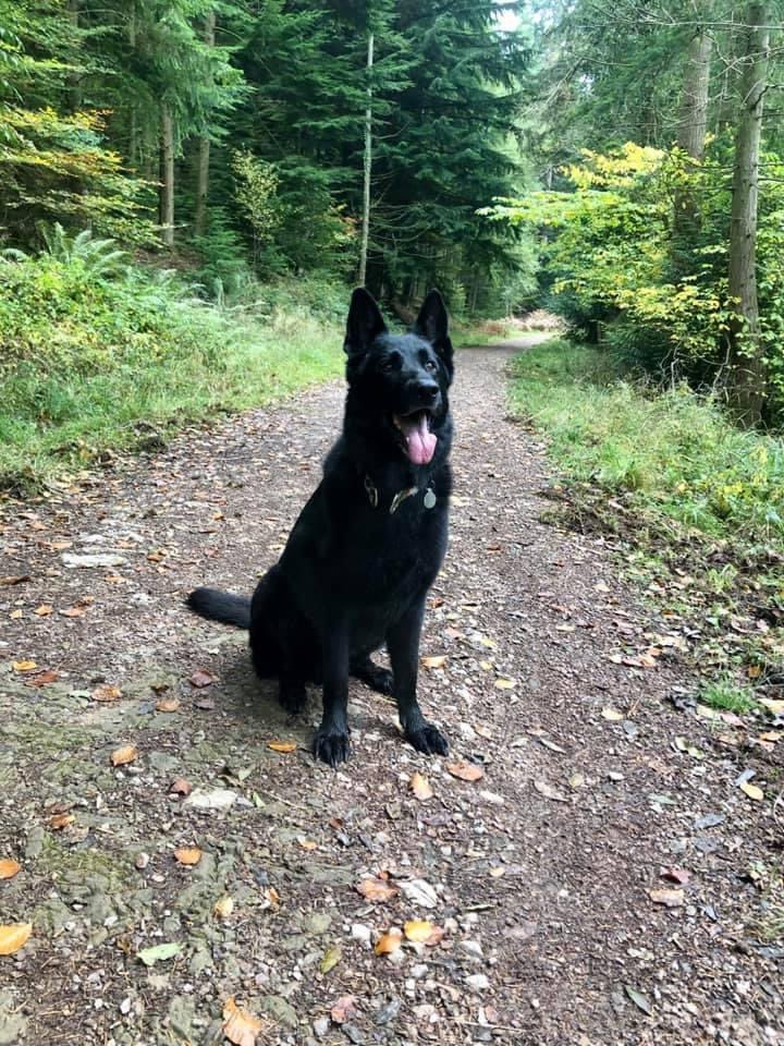 radarPDP's tweet photo. I’m sorry I don’t update very often now but it’s been 5 years in my pet home after I didn’t make it as a police dog.   I have the most amazing life &amp; family 🐾🐾 https://t.co/7ND9UWRL8O