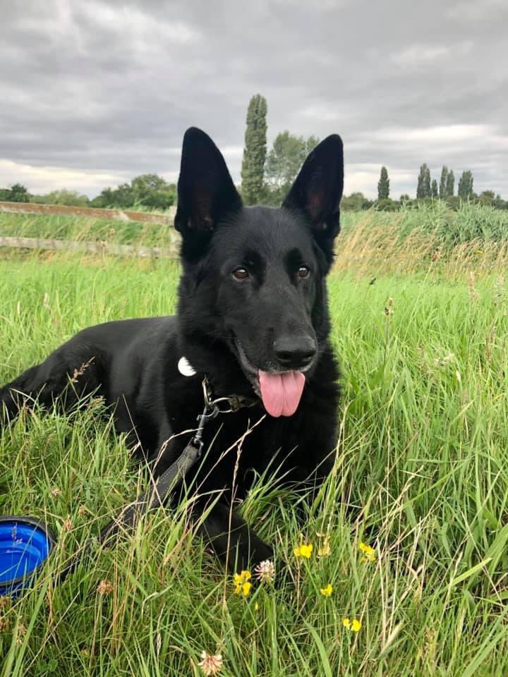 radarPDP's tweet photo. I’m sorry I don’t update very often now but it’s been 5 years in my pet home after I didn’t make it as a police dog.   I have the most amazing life &amp; family 🐾🐾 https://t.co/7ND9UWRL8O