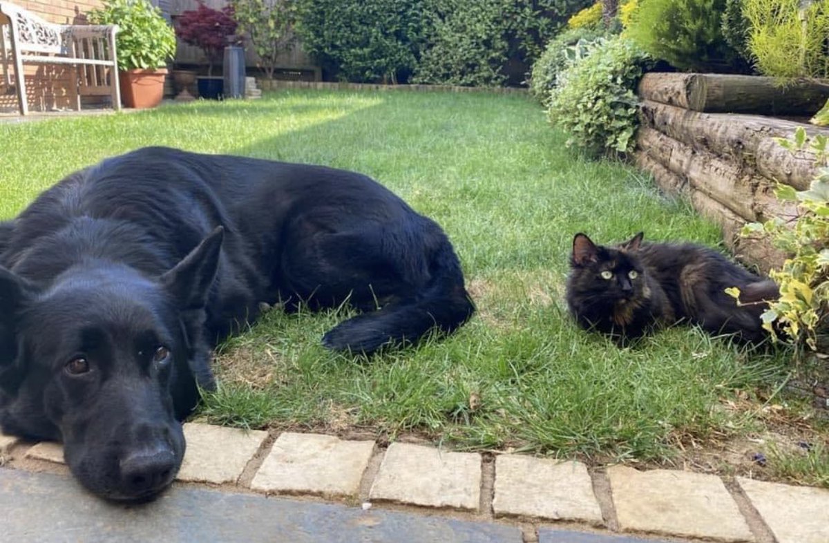 radarPDP's tweet photo. I’m sorry I don’t update very often now but it’s been 5 years in my pet home after I didn’t make it as a police dog.   I have the most amazing life &amp; family 🐾🐾 https://t.co/7ND9UWRL8O