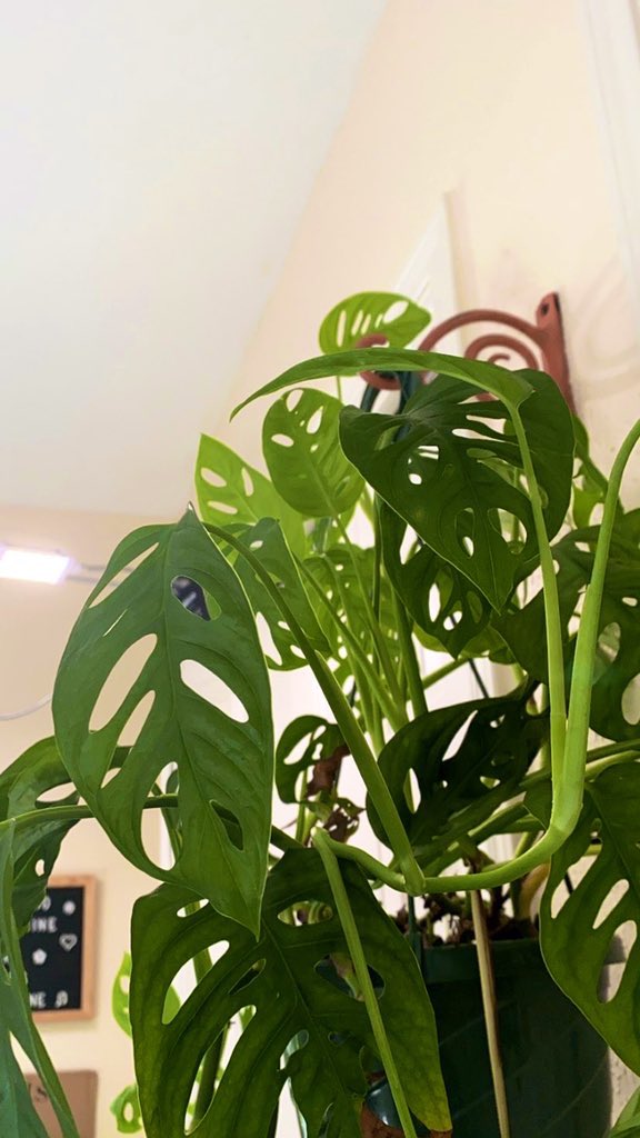 perty monstera adansonii 🌿