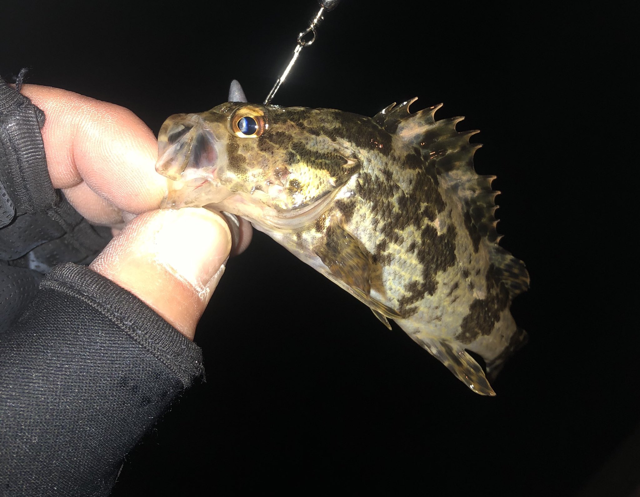 Y O N E 最近イカは釣果良くないからメバリングに行ってきた まだまだ湾内におる個体は小さいけど 去年の11 12月より数が多いような気がする メバルは小さいのがアタックしてくる程度で 釣れたのはガシラとタケノコ メバルの小さいやつのみ