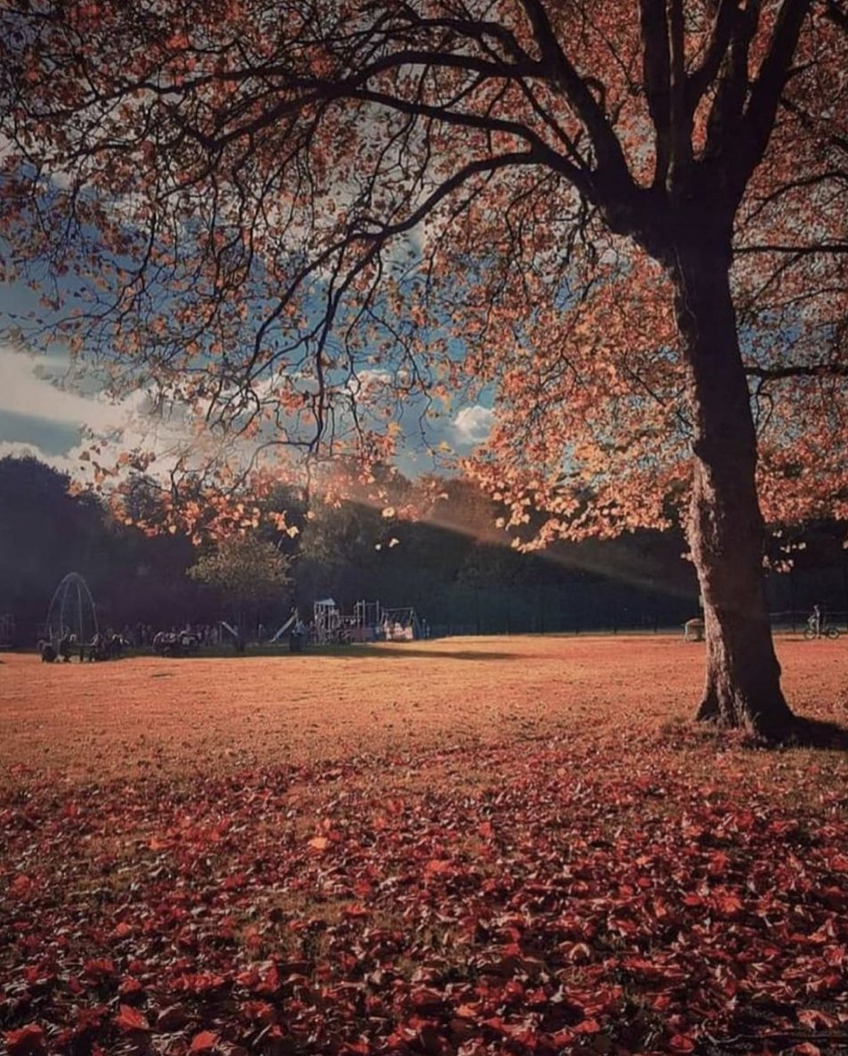 cargobuilding's tweet photo. Liverpool in the Autumn 🥰 
Beautiful shot of Sefton Park in the morning from @jdhred88 over on Insta #liverpool #liverpoolphotography #liverpoolautumn #autumnliverpool #cargobuilding #autumn #seftonpark #sundayvibes https://t.co/t0ktXHb99V
