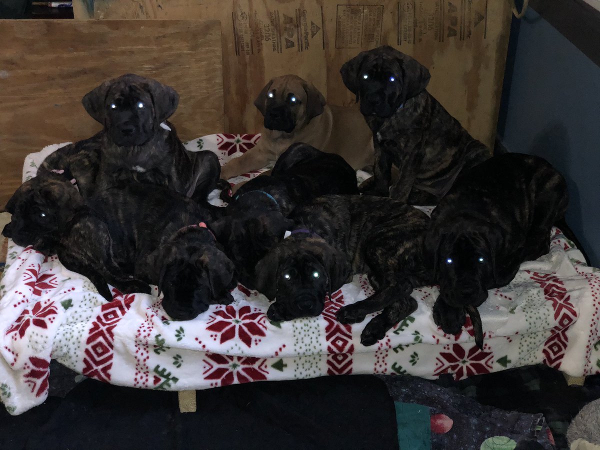 benwhiteifbbpro's tweet image. The Spirits of the “M”as tiffs Puppies 🐶 9 wks 23-33 lbs “M”astiffs Puppies ❤️ Our Fila-English Mastiffs Feeding “Raw” is the only way to have healthy Dogs no if ands or butts about it. THE BIGGEST IN THE UPSTATE AREA. No commercial food  #realfood #wholefood #rawfood