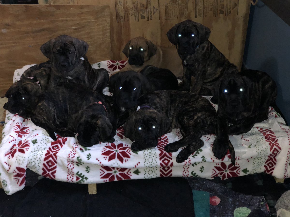 benwhiteifbbpro's tweet image. The Spirits of the “M”as tiffs Puppies 🐶 9 wks 23-33 lbs “M”astiffs Puppies ❤️ Our Fila-English Mastiffs Feeding “Raw” is the only way to have healthy Dogs no if ands or butts about it. THE BIGGEST IN THE UPSTATE AREA. No commercial food  #realfood #wholefood #rawfood