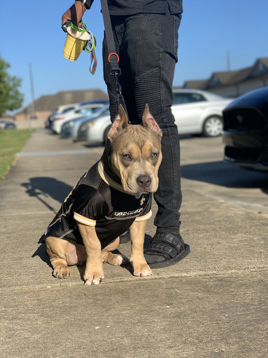 kleblanc_'s tweet photo. Saints Sunday🖤 Coco Chanel #bullybreed https://t.co/BPBWYrf0FO