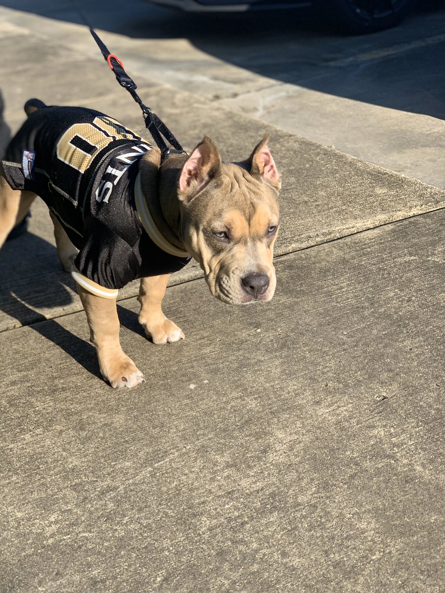 kleblanc_'s tweet photo. Saints Sunday🖤 Coco Chanel #bullybreed https://t.co/BPBWYrf0FO