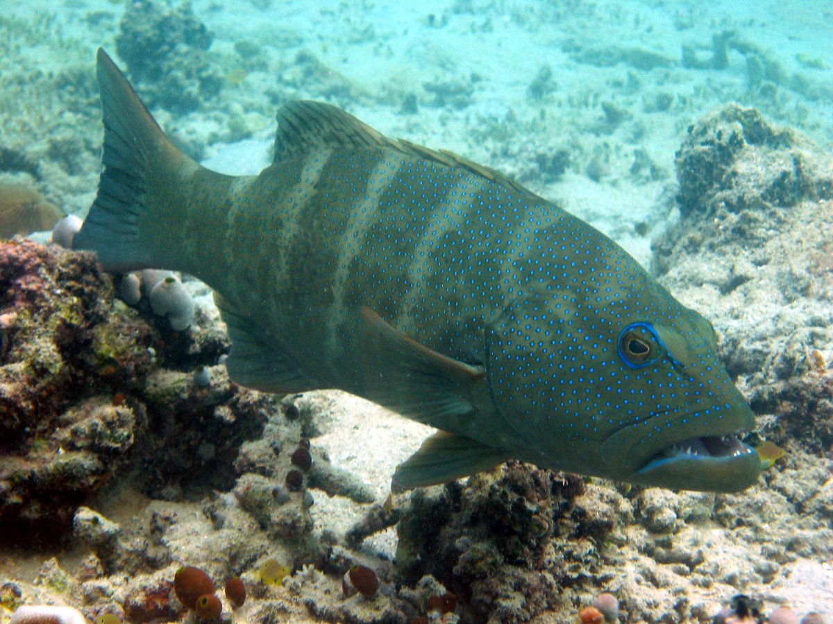 Top predators like coral trouts can be important for healthy functioning of coral reef ecosystems. New field research shows these predators limit the activities of smaller predators and dramatically increase recruit survival. onlinelibrary.wiley.com/doi/abs/10.111… @CoralCoE <a href="/mdm_palacios/">Maria Palacios</a>