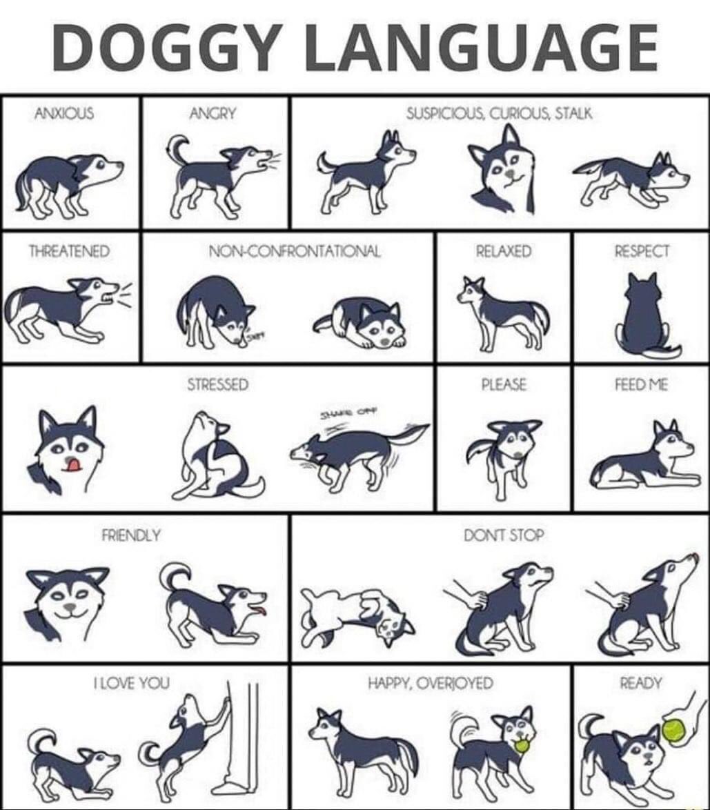 DogsNetOfficial tweet picture