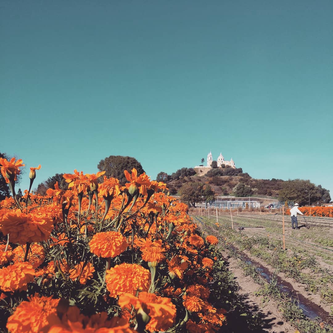 Día de flores 🏵️🍁🍂✨ #Flordemuerto #CholulaPuebla #Cempasuchil #Autumn