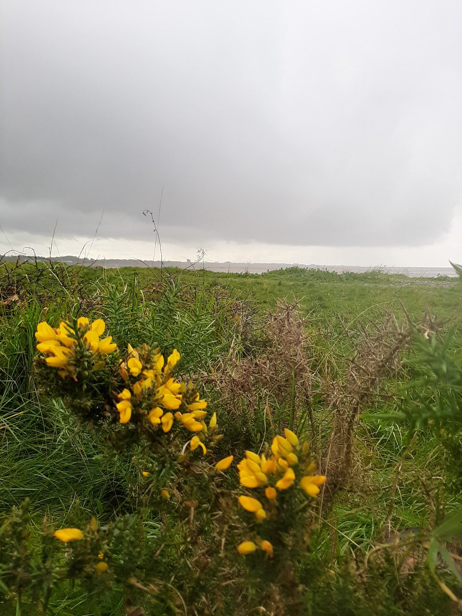 walk_flow's tweet photo. Local #walks this weekend. The first year I've noticed just how many birds visit #MorecambeBay at this time of year 💙 Thank You @_MBay 🙏 https://t.co/13dEC6NgIB