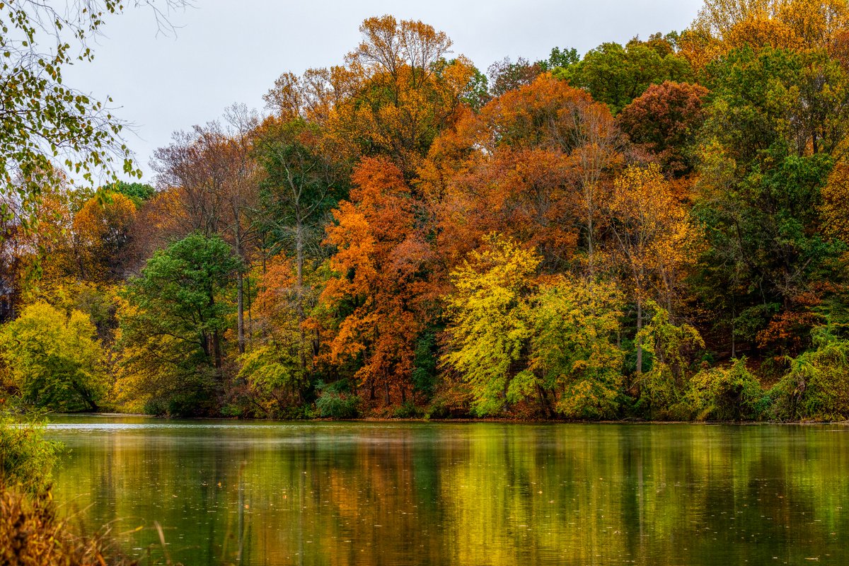 Charles08950590's tweet photo. Rainy day @ Lake Elkhorn
#HoCoMd #columbiamd #parks #birdhouse
#NaturePhotography #landscapephotography #lakeloop
#naturelovers #landscapelovers #autumn #canon #5dm4
#nature #autumncolours #autumnvibes #fallfoliage
#colors #Autumn2020 #LakeElkhorn #canoneos #5dmark4 https://t.co/d4mhhcQOzj