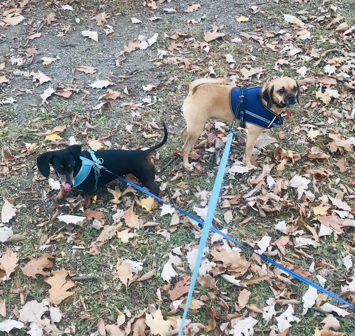 CharlieTheMini's tweet photo. Sometimes ⁦@PuggleJane⁩  and I have different ideas on which way to go. https://t.co/k3KVmuFmxS