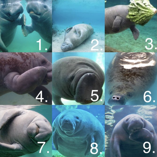 hypotemoosesyd's tweet photo. If you know me, you know I love manatees 😁 found this meme and will definitely be using it as a temperature check in future classes. Which manatee are you? #teachertwitter #iteachmath https://t.co/rQtfpqBfG2
