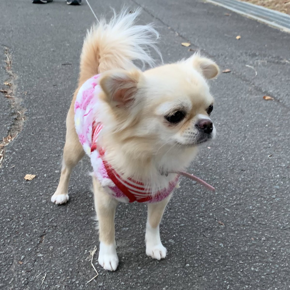 291yuta's tweet photo. お散歩中のココちゃん💕✨

#チワワ #チワワのココちゃん https://t.co/dOZESQHaQz