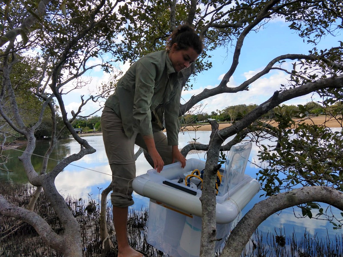 GReithmaier's tweet image. Check out our new publication “Rainfall drives rapid shifts in carbon and nutrient source-sink dynamics of an urbanised, mangrove-fringed estuary”. 
@Dr_Damo77  @Barefoot_Lab @Drexl_Michael 
#Mangrove #biogeochemistry #estuary #bluecarbon Available at: sciencedirect.com/science/articl…