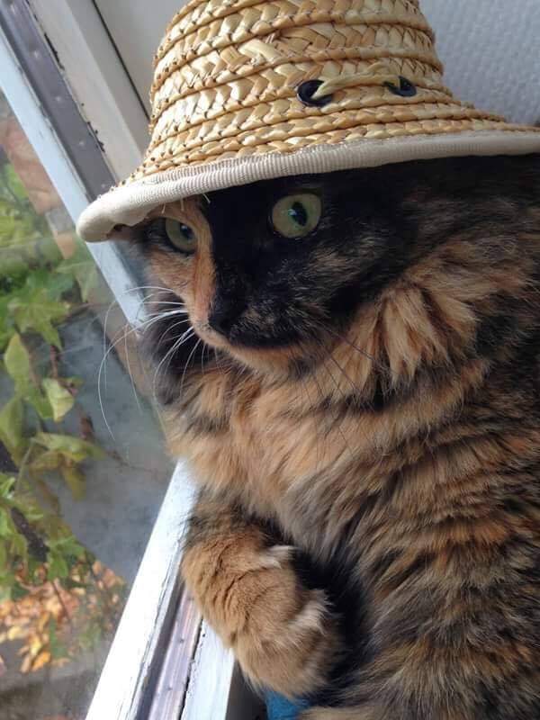 simonvlaursen's tweet photo. Just found this old photo of my SO I's cat. Its facial expression captures my thoughts on 2020 https://t.co/jTrgHhCxrX