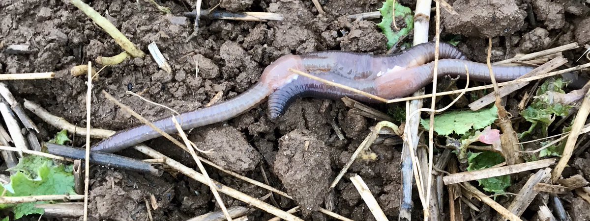 UKMilkBeef's tweet photo. Not mentioned this in previous years but we cannot walk any field atm without encountering lots of #worms having sex. A good thing (healthy soils etc) but a bit of a bugger if you just want to walk the dogs without treading on multiple #Opisthopora #Libertines #GetARoom #MilkBeef https://t.co/DdBDZm69va