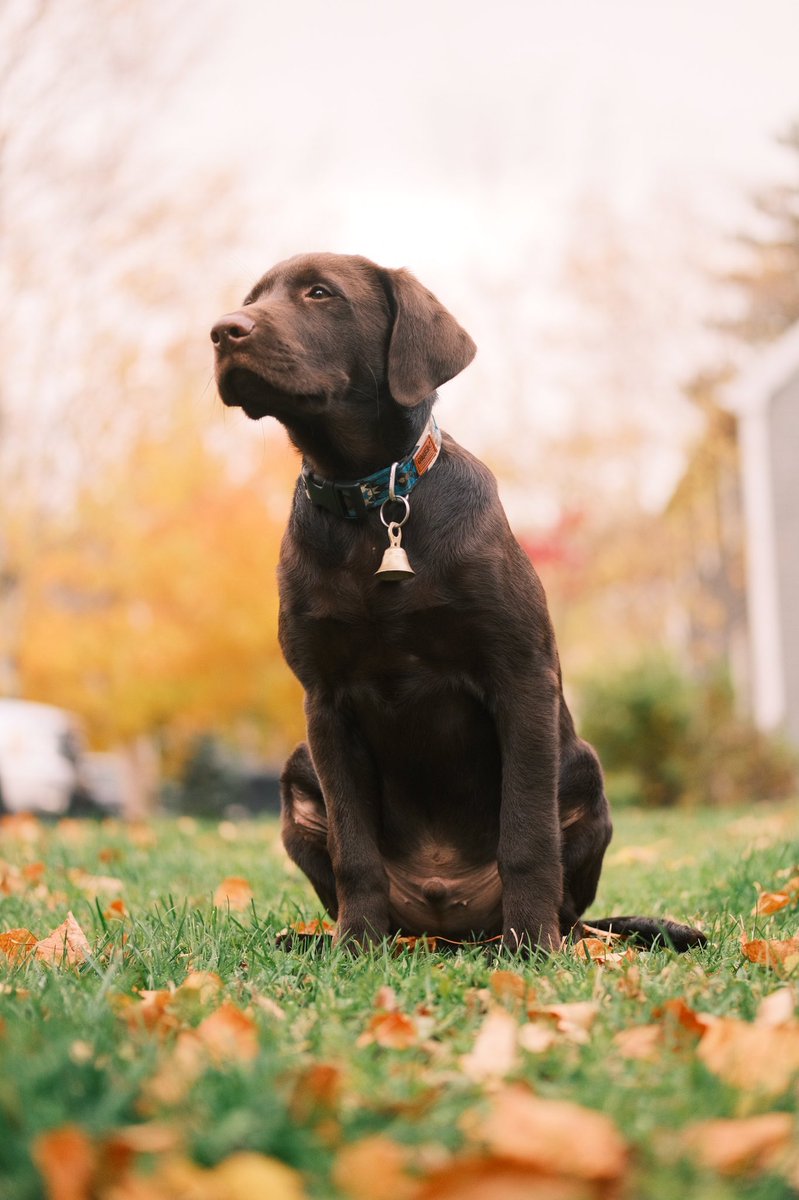 My only regret is that we didn’t get him 5 years ago!  He’s some dog! 
#chocolatelab #chocolatelabrador #labradorretriever #fujifilm #xt4 #xf90mm #classicnegative
