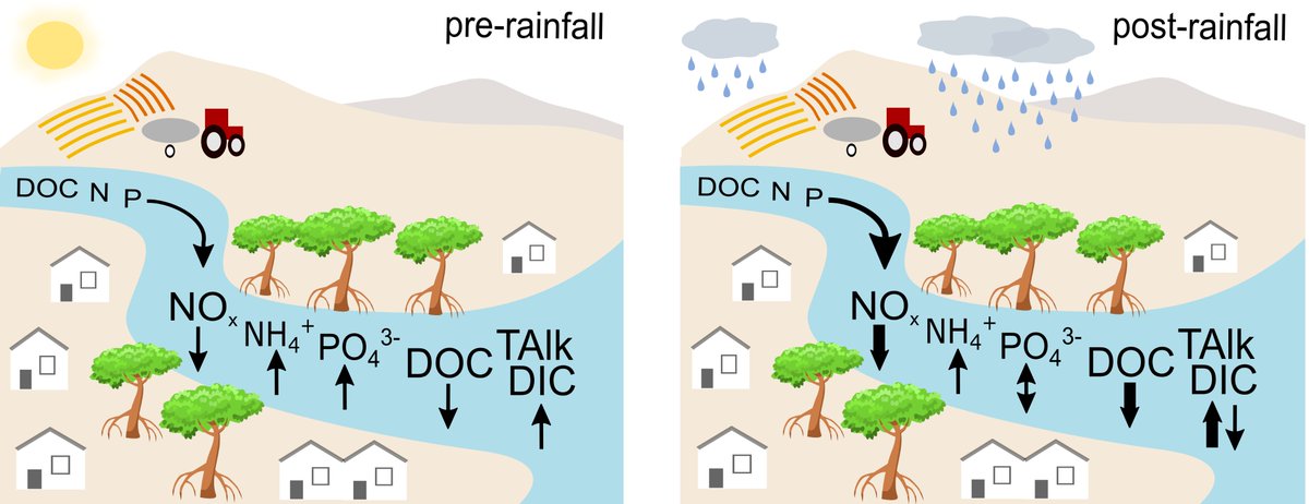 GReithmaier's tweet image. Check out our new publication “Rainfall drives rapid shifts in carbon and nutrient source-sink dynamics of an urbanised, mangrove-fringed estuary”. 
@Dr_Damo77  @Barefoot_Lab @Drexl_Michael 
#Mangrove #biogeochemistry #estuary #bluecarbon Available at: sciencedirect.com/science/articl…