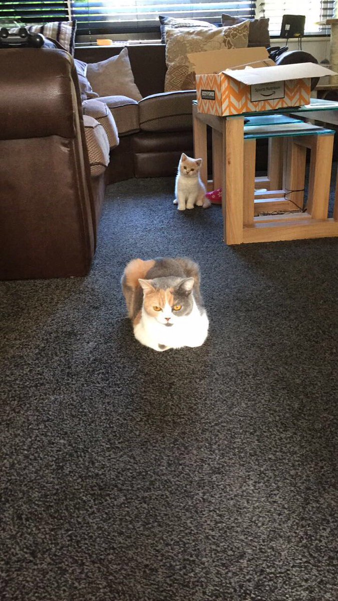 Nalathemajestic's tweet photo. Heโs behind me, isnโt he?
#CatsOnTwitter #catsofinstagram #CatsOfTwitter #PantoCat #CatLife #FloofClub #BritishShorthair #TrickorTreats https://t.co/FXnk6BHwIp