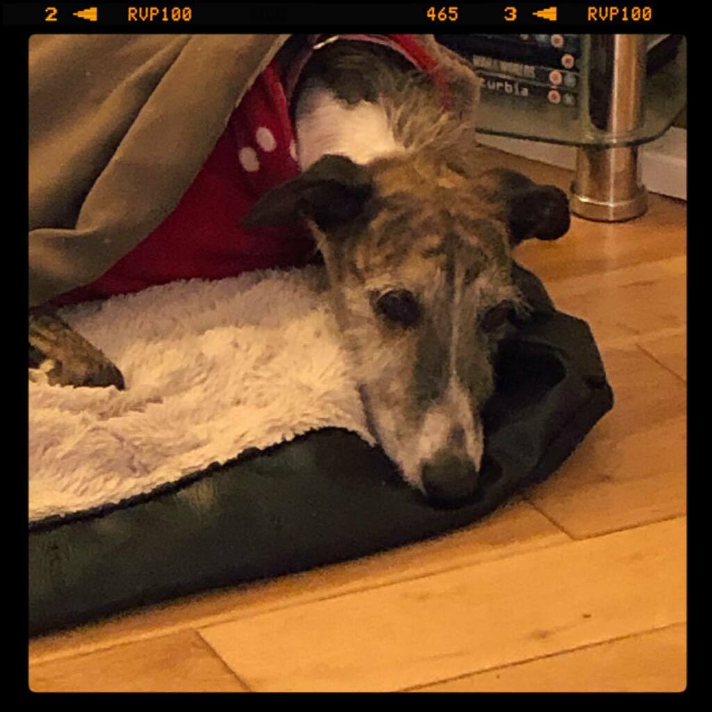 Ready for bed - after a hard day of sleeping, eating, rolling in dog-mess and having a bath because I rolled in dog-mess! #galgo #rescuedog #dogsofinstagram .
.
.
.
.
#instagramdogs #petstagram #dogs_of_instagram #puppylove #weeklyfluff #ilovemydog #dog… https://t.co/g0k1sH2apI https://t.co/ze5slz1ir5