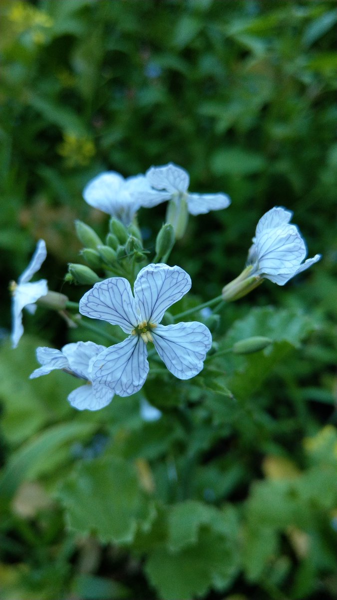 A bit late for #wildflowerhour: large flowered hemp-nettle (Galeopsis speciosa) on a field border with wild radish. Apparently it's rare but grows abundantly nearabouts.