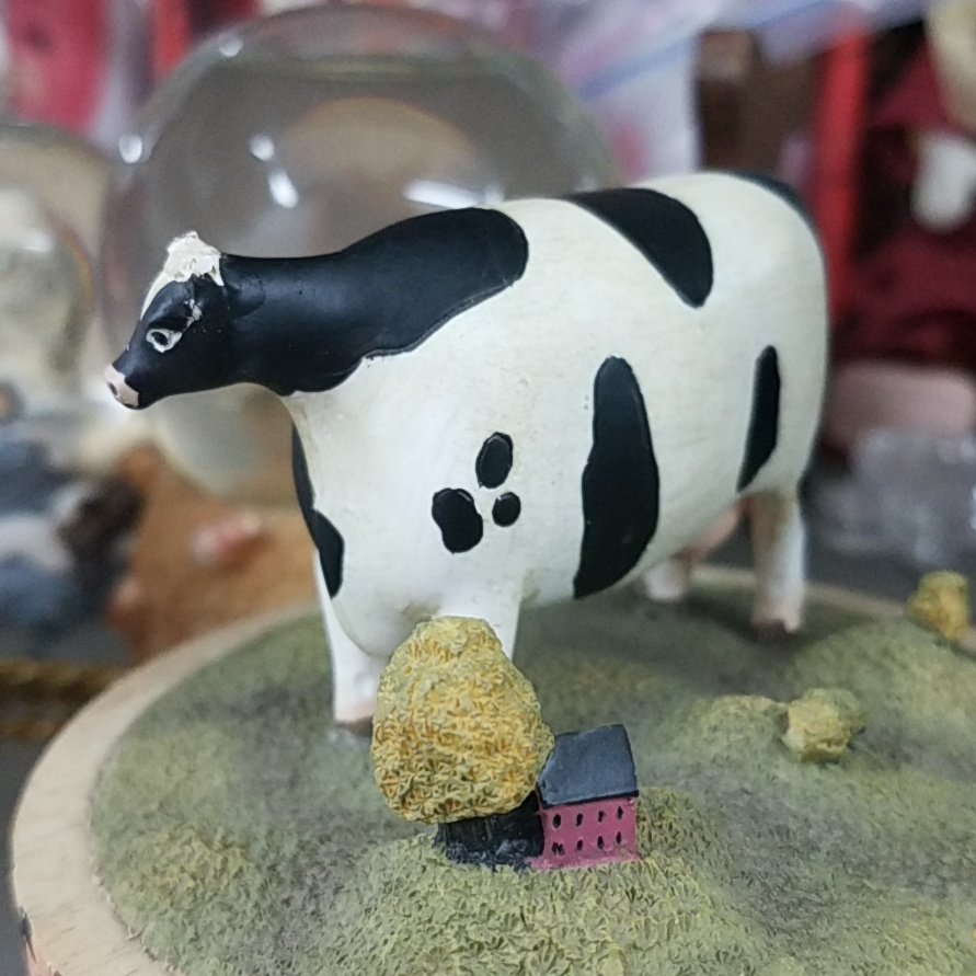 coolshark14's tweet photo. so awsome big ass cow i saw  2day https://t.co/rvvCn7DlOw