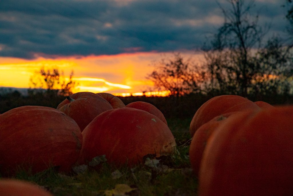 eldonmcgraw's tweet photo. A few pumpkins at sunset to put you in the mood for Halloween! I captured this photo near Standish, MI this week. #Halloween #Halloween2020 #pumpkin #pumpkins #sunset https://t.co/03YMFWcUOM