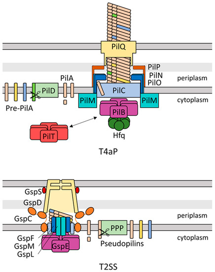 Life_MDPI's tweet photo. New article from Fabian D. Conradi et al.
@fabian_conradi @QM_SBCS @UniFreiburg
The Role of the #Cyanobacterial Type IV #Pilus Machinery in Finding and Maintaining a Favourable Environment
https://t.co/hiHQLDvNw3
#phototaxis
#flocculation
#competence
#Synechocystis https://t.co/AgjODegDvq