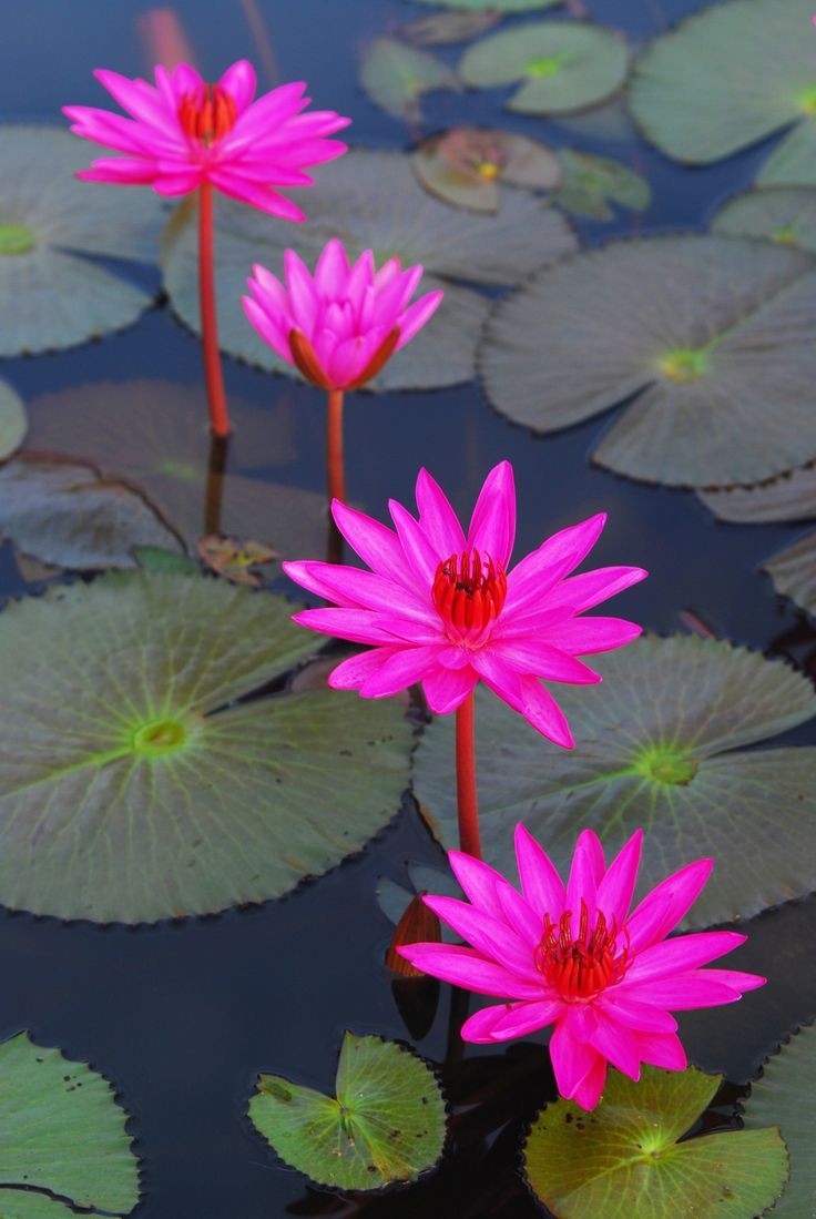 JUST BLEND IN..
🌺
#Thought #Nature #Think #Uplift #Fashion #photography #Sleek #Smart #Artistic #Art #love #life #Expression #Reflect #Pinterest #Positive #Creative #Moon #Innovation #Mindset #Resilience #LifeLessons #Sustainability
#Initiate
🌺
NATURE CONNECTION be different
🌺 https://t.co/lkJB8uYgwl