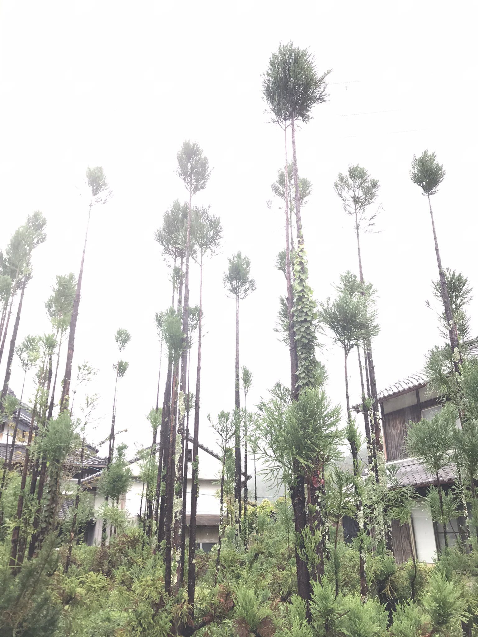 𝐊𝐮𝐫𝐨𝐬𝐚𝐰𝐚 曽爾村で見かけた台杉 T Co Tl9ocsdxtb Twitter