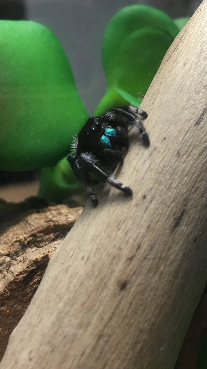 GrumpPandaZero's tweet photo. @ExodusArias @entobird I’m terrified of those spiders. I’ll stick with my pet Phiddipus ^^ https://t.co/TejG5czFEb