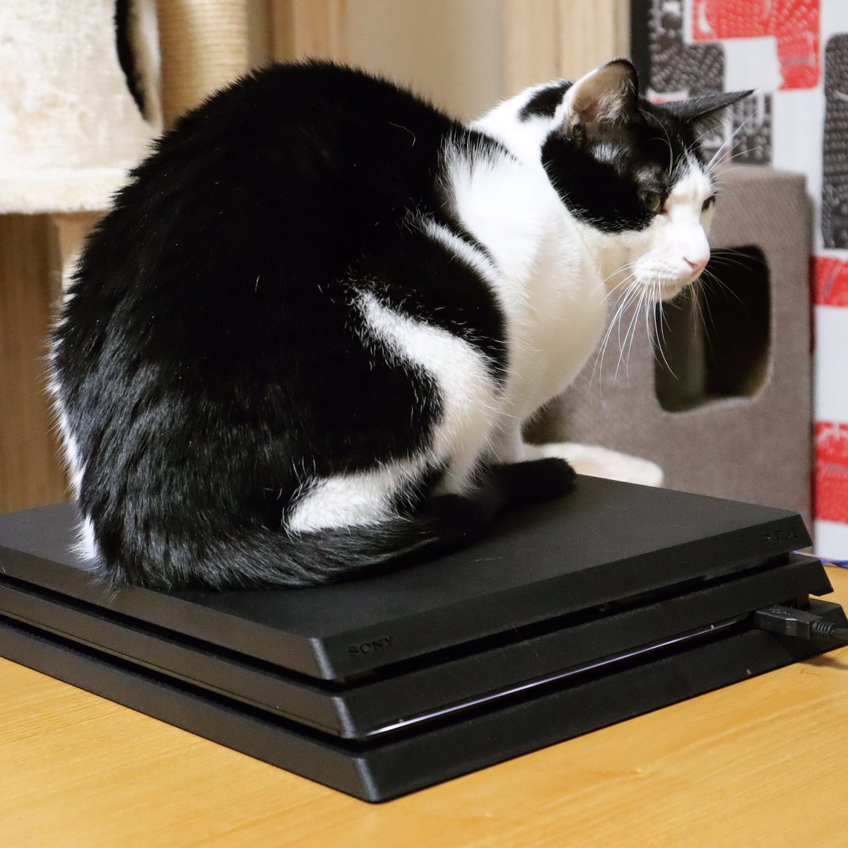 ゲーム中のPS4=猫用ホットカーペット🍀
#猫 #兄弟猫 #ねこ #にゃんすたぐらむ #にゃんこ #保護猫 #ネコ #ねこのいる暮らし #catstagram #instacat #meow #catoftheday #ilovemycat https://t.co/I62yJrBNQZ