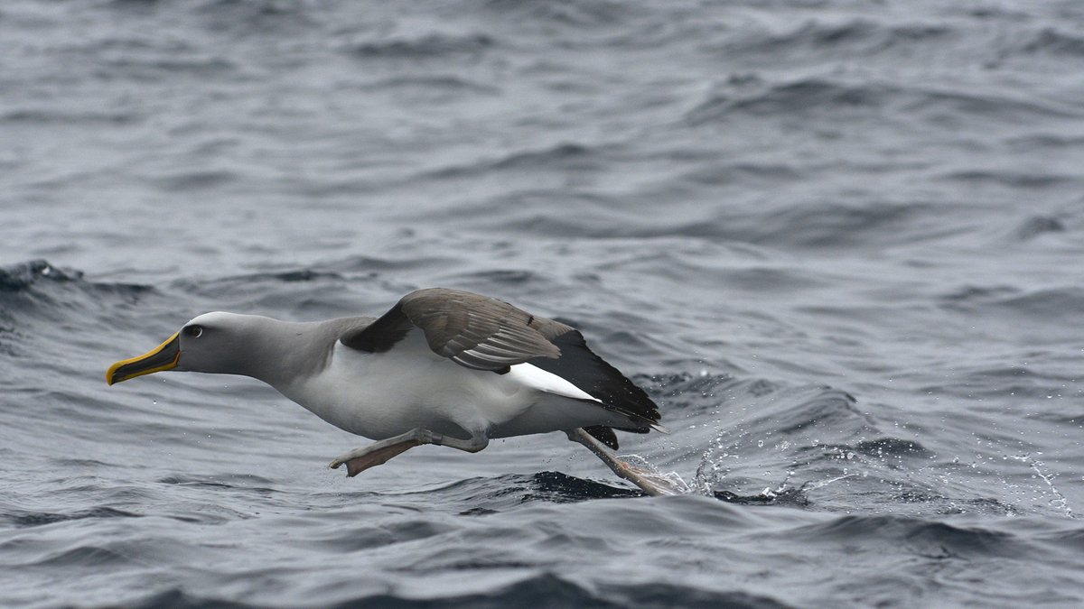 Parks_Australia's tweet photo. Like the other @ausmarineparks in Bass Strait, #Boags #MarinePark is a valuable foraging area for a range of bird species, including Buller's #albatross.
📷 Buller's albatross - EJ Woehler https://t.co/HZ4semXHfv