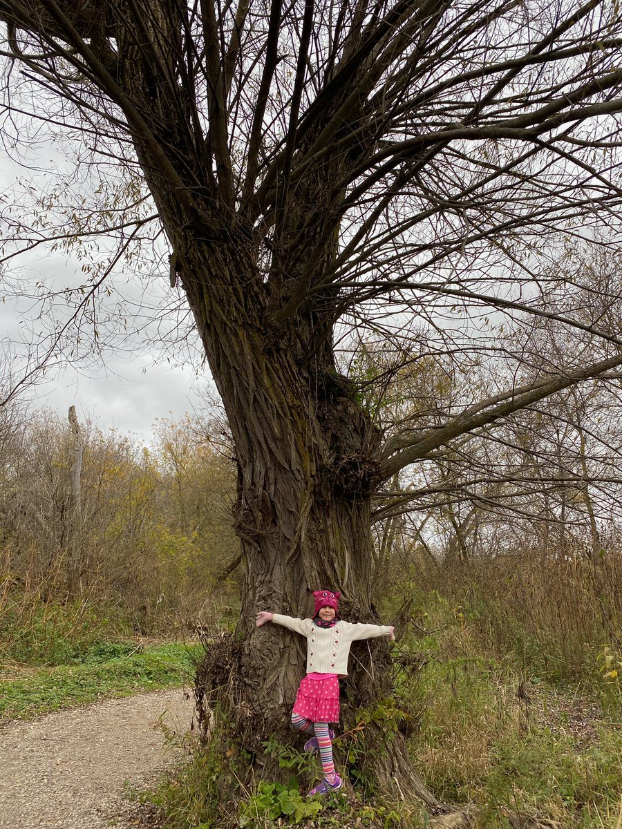 Searching for MONSTER trees! We started in our backyard and then brought the measuring tape on our trail walk! #monstertreesWRDSB