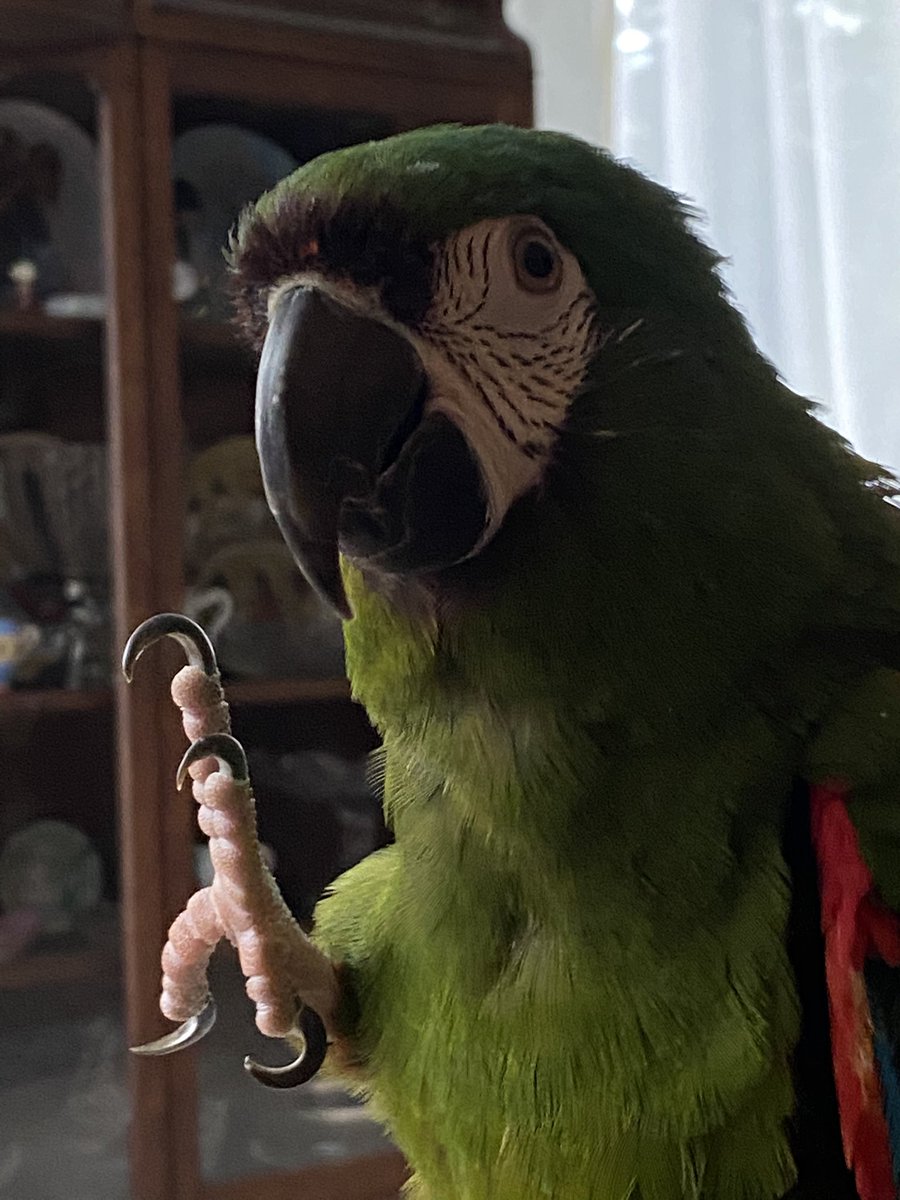 LilWont94's tweet photo. Amazing how my pet bird can brighten my day. #bird #pets #hope https://t.co/hQRRVoctRc