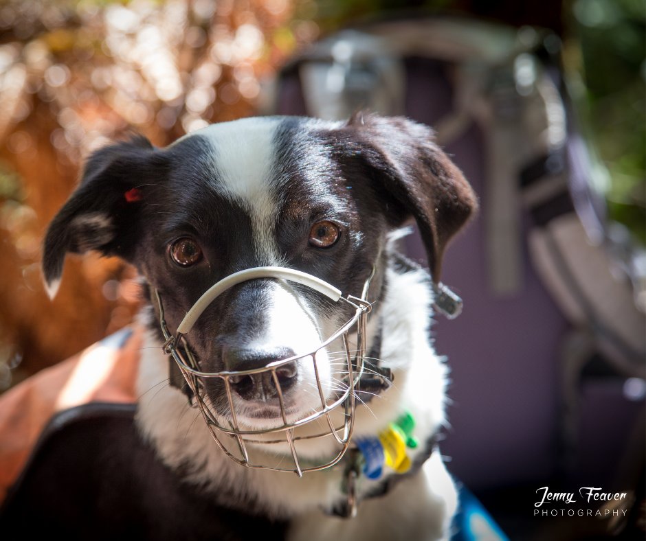 Save the Kiwi tweet media