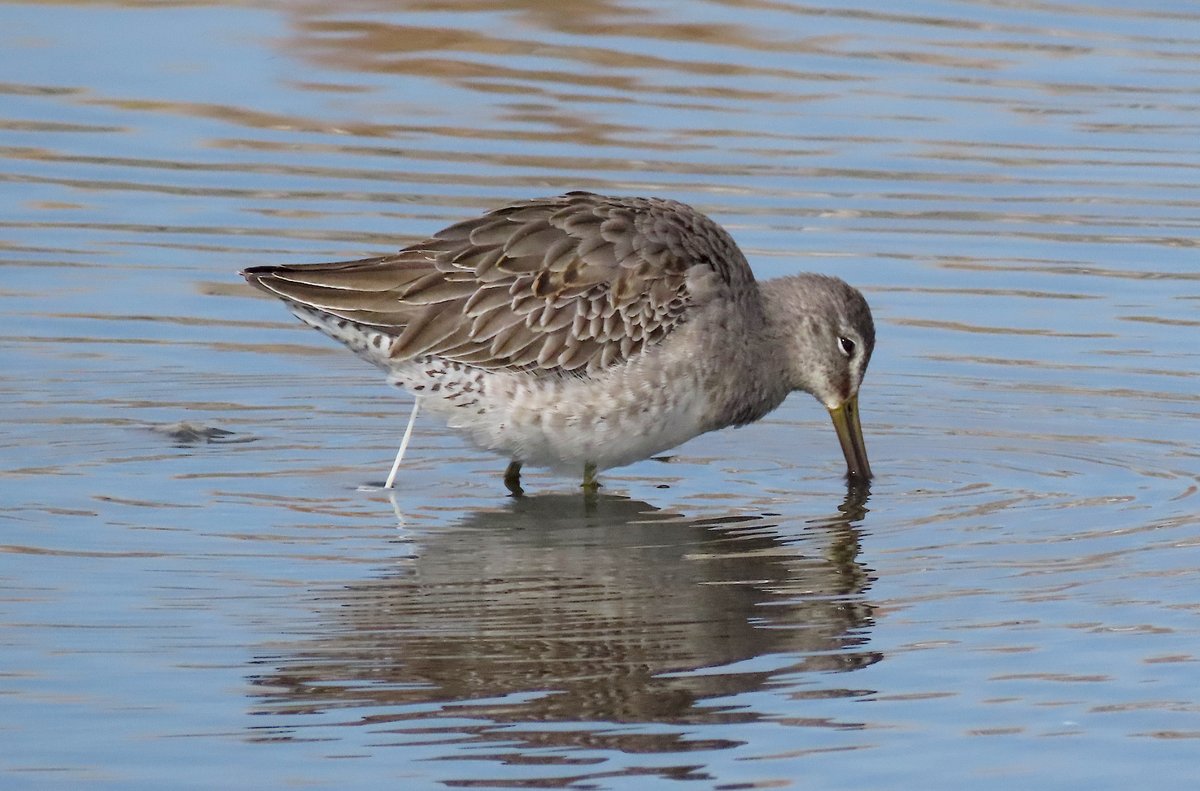 BirdingMagazine's tweet photo. It would seem that #shorb doesn't direct precisely to where one might want it to. Nevertheless, we present this study of the Long-billed Dowitcher, an exemplary shORB BIRB.
Upper left: pooping
Upper right: stretching
Lower left: strrreeetttching
Lower right: snoozing
#birbs https://t.co/i3NmkK6Lrt
